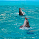 Illustration for article titled No, India did not just grant dolphins the status of humans